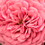Różowy  - Róże miniaturowe - Pink Babyflor®